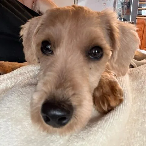 Pippi thumbnail 3