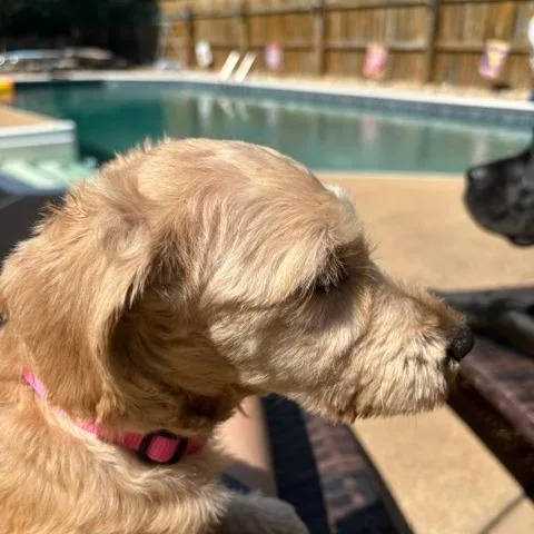 Pippi thumbnail 4