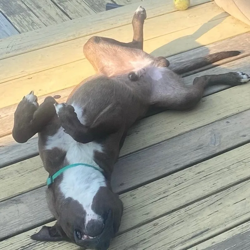 Billy Boy thumbnail 2