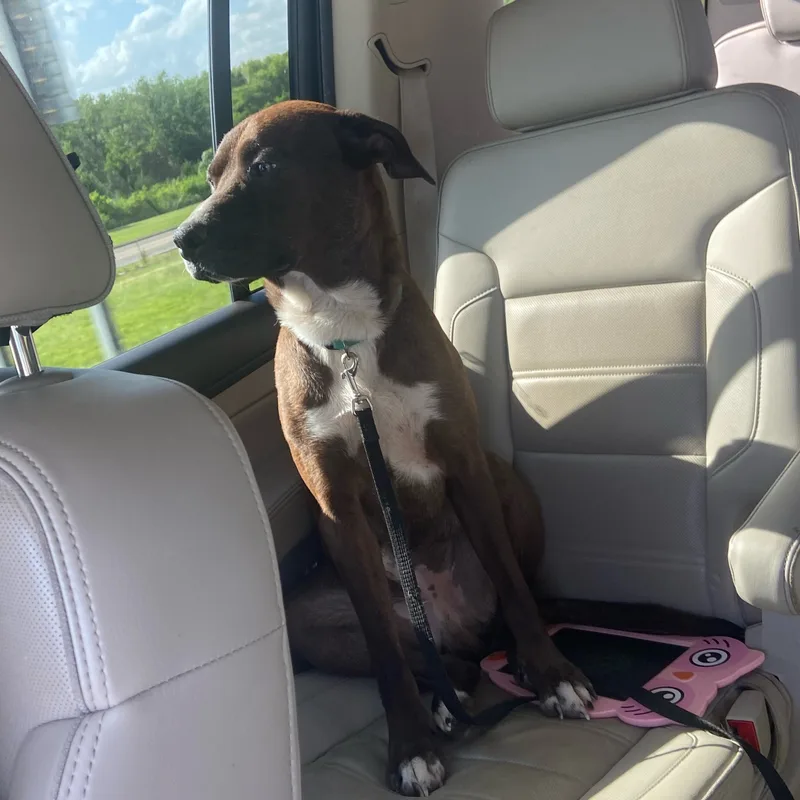 Billy Boy thumbnail 3