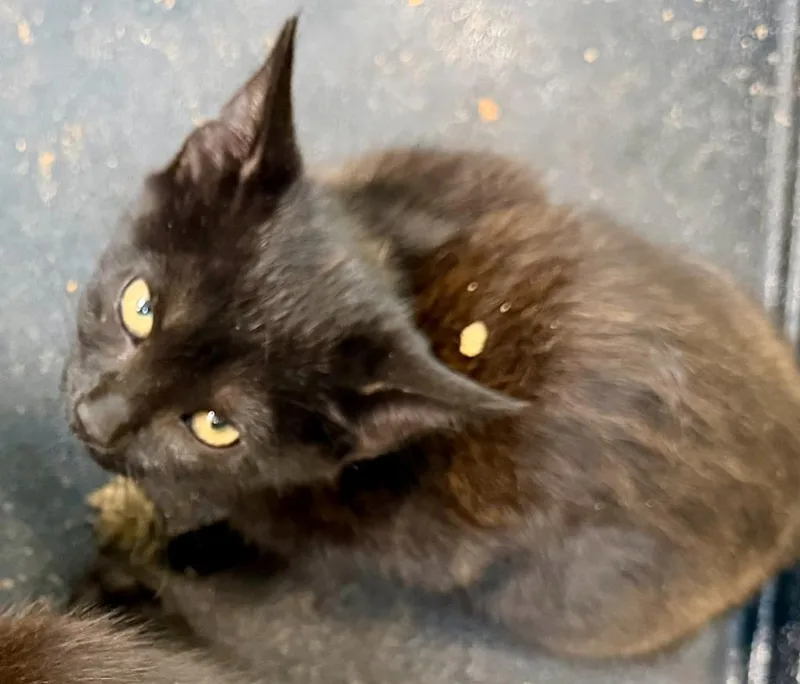 A baby medium-sized male Domestic Short Hair cat named Wrinkles for adoption in Burnsville, NC