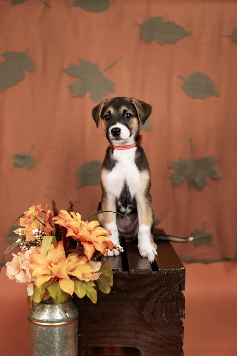 A baby medium-sized female Shepherd dog named 851-26 for adoption in Brighton, CO
