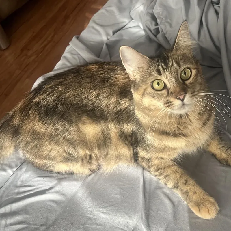 An adult small-sized female Brown / Chocolate Domestic Medium Hair cat named Rebecca for adoption in Los Angeles, CA