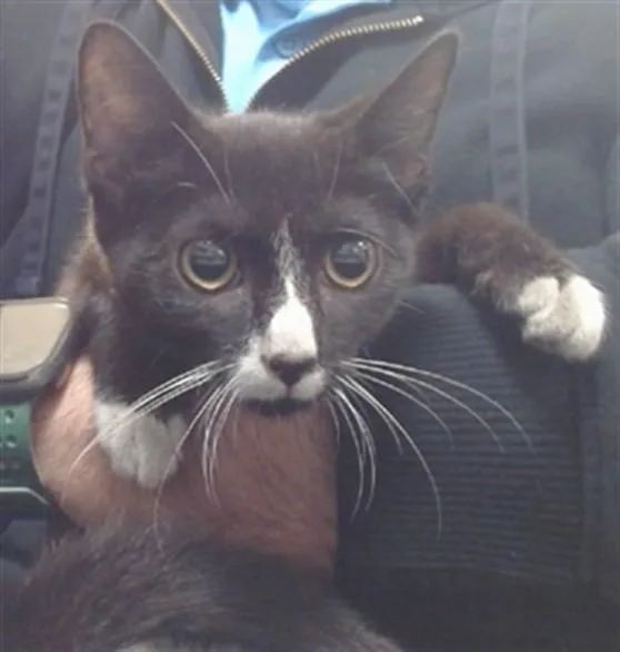 A baby small-sized female Domestic Short Hair cat named Serenity for adoption in Miami, FL