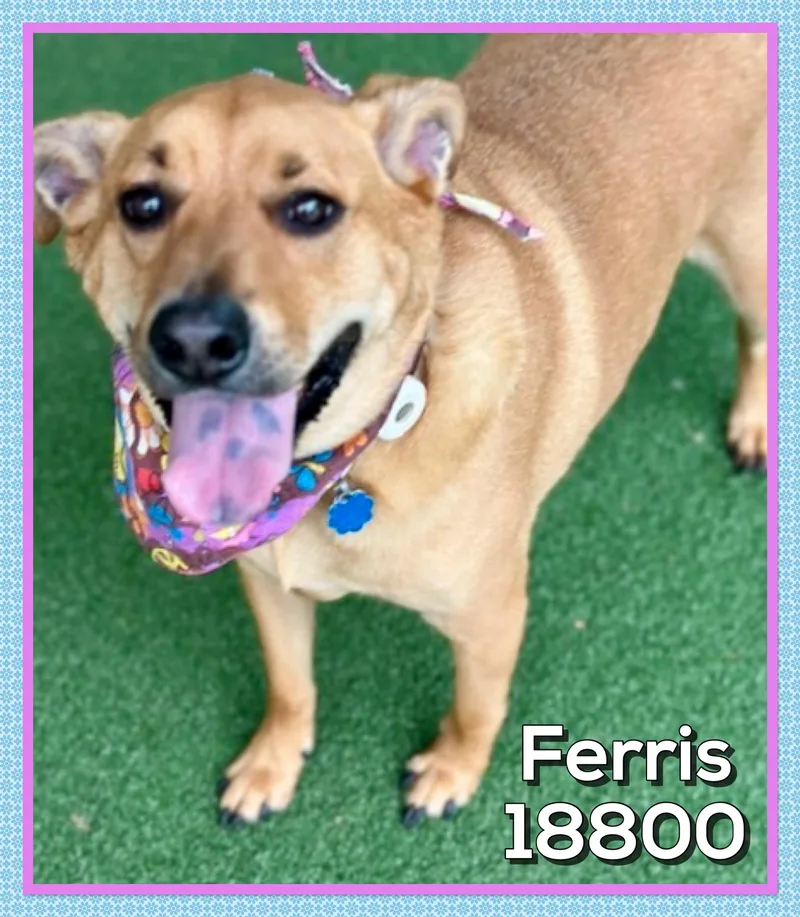 An adult large-sized female Golden Labrador Retriever dog named Ferris for adoption in Marietta, GA