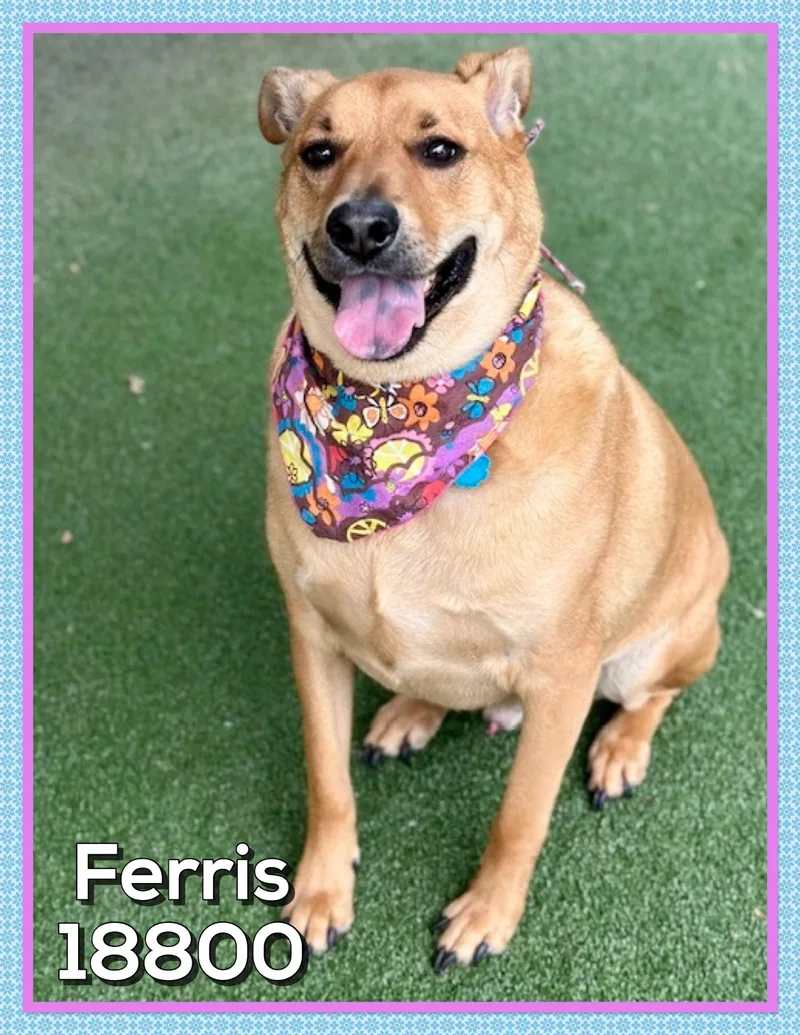 Ferris thumbnail 2