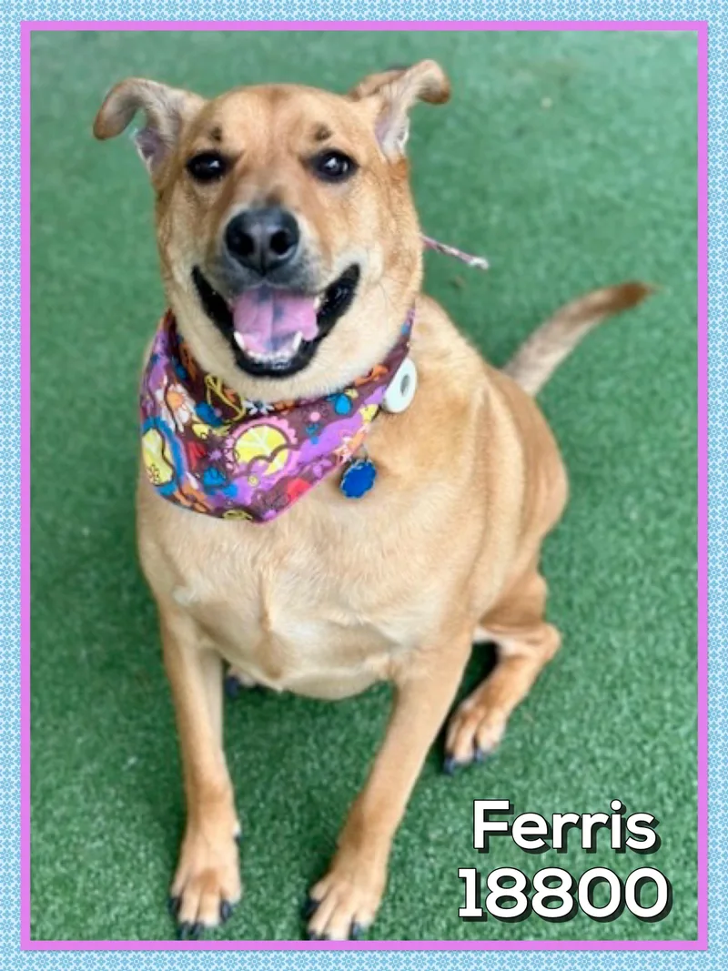 Ferris thumbnail 3