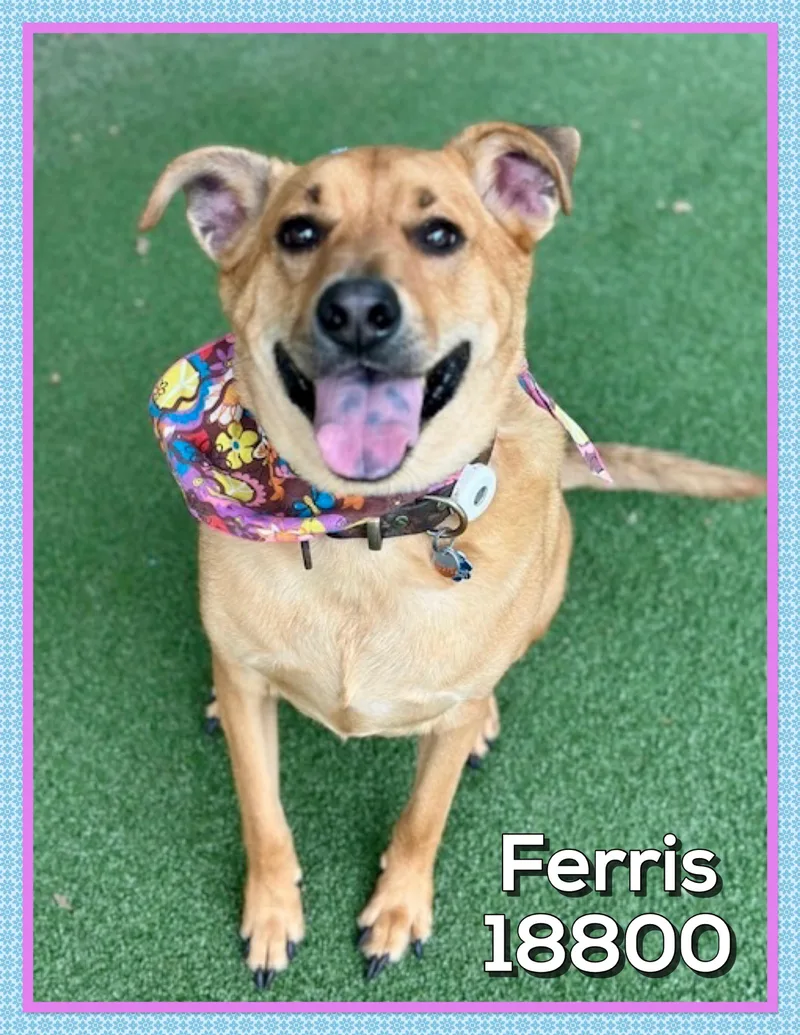 Ferris thumbnail 4