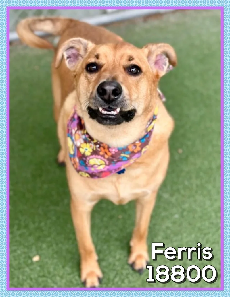 Ferris thumbnail 5