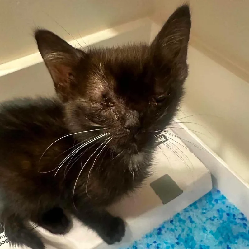A baby small-sized male Black Domestic Short Hair cat named Dodger for adoption in Wichita, KS