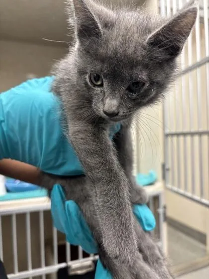 A baby small-sized female Domestic Short Hair cat named Seven Nation Army for adoption in Bellevue, WA