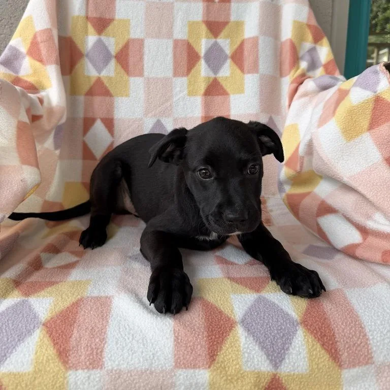 A baby small-sized male Black Labrador Retriever dog named Canada Tux for adoption in Carencro, LA