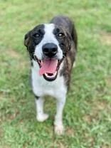 An adult medium-sized female Mixed Breed dog named Jenny for adoption in Yellville, AR