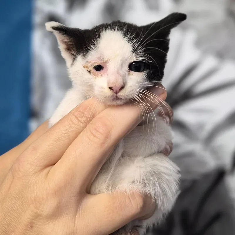 A baby small-sized female White Domestic Short Hair cat named Justine for adoption in Wahiawa, HI