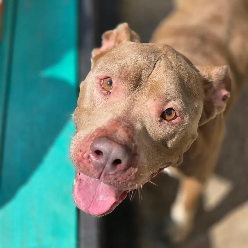 An adult medium-sized female Apricot / Beige Mixed Breed dog named Meggie for adoption in Charleston, WV