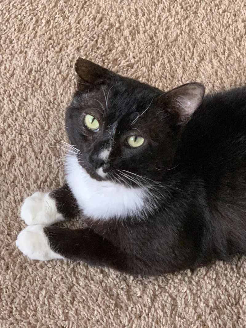 An adult large-sized male Black & White / Tuxedo Domestic Short Hair cat named Gentleman for adoption in Evanston, IL