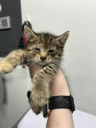 An adult small-sized female Domestic Short Hair cat named Elaine for adoption in West Chester, PA