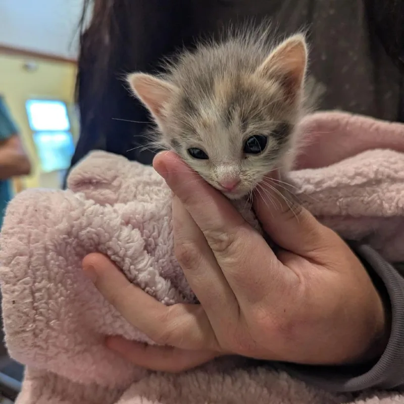 A baby small-sized female Torbie Domestic Short Hair cat named Logan for adoption in Lynchburg, VA