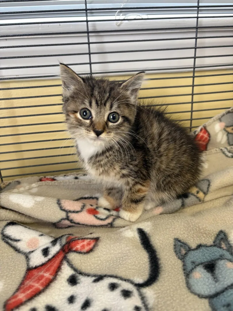 A baby medium-sized female Domestic Short Hair cat named Dollywood for adoption in Trenton, NJ
