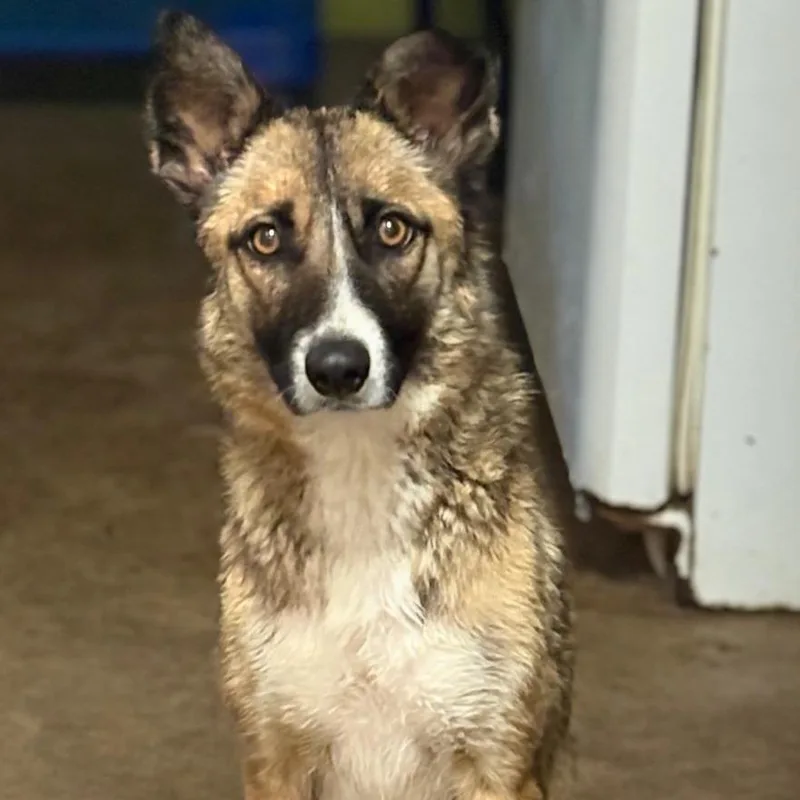 An adult medium-sized female Sable Shiba Inu dog named Foxy for adoption in San Diego, CA