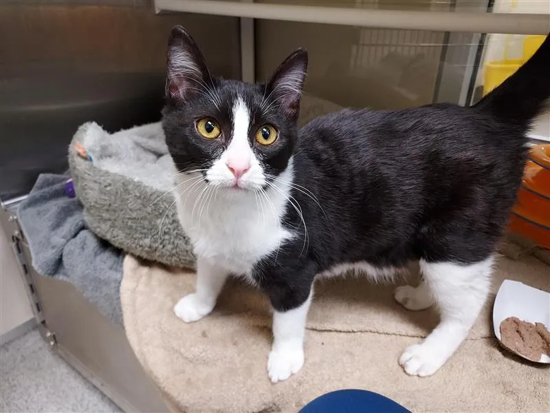 A young medium-sized male Domestic Short Hair cat named Cleats for adoption in Elk Grove, CA