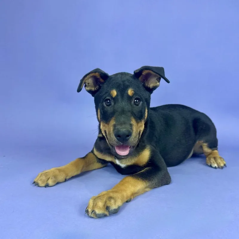 A baby large-sized male Bicolor Rottweiler dog named Padre Island for adoption in Alvin, TX