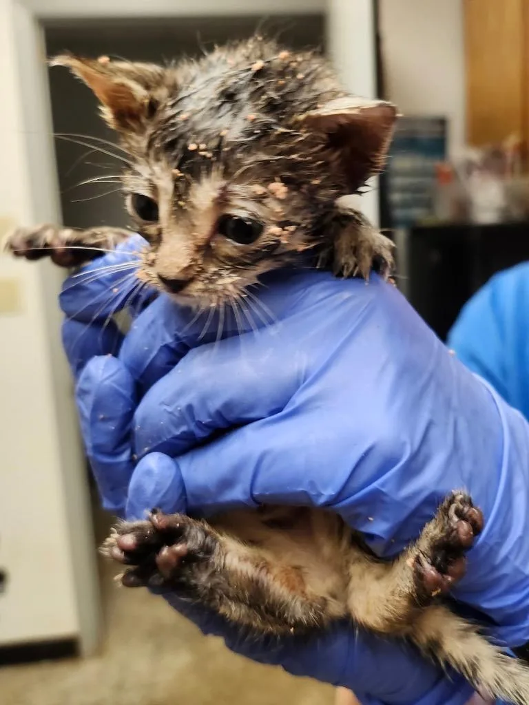 A baby small-sized male Domestic Short Hair cat named Sonic for adoption in Lockhart, TX