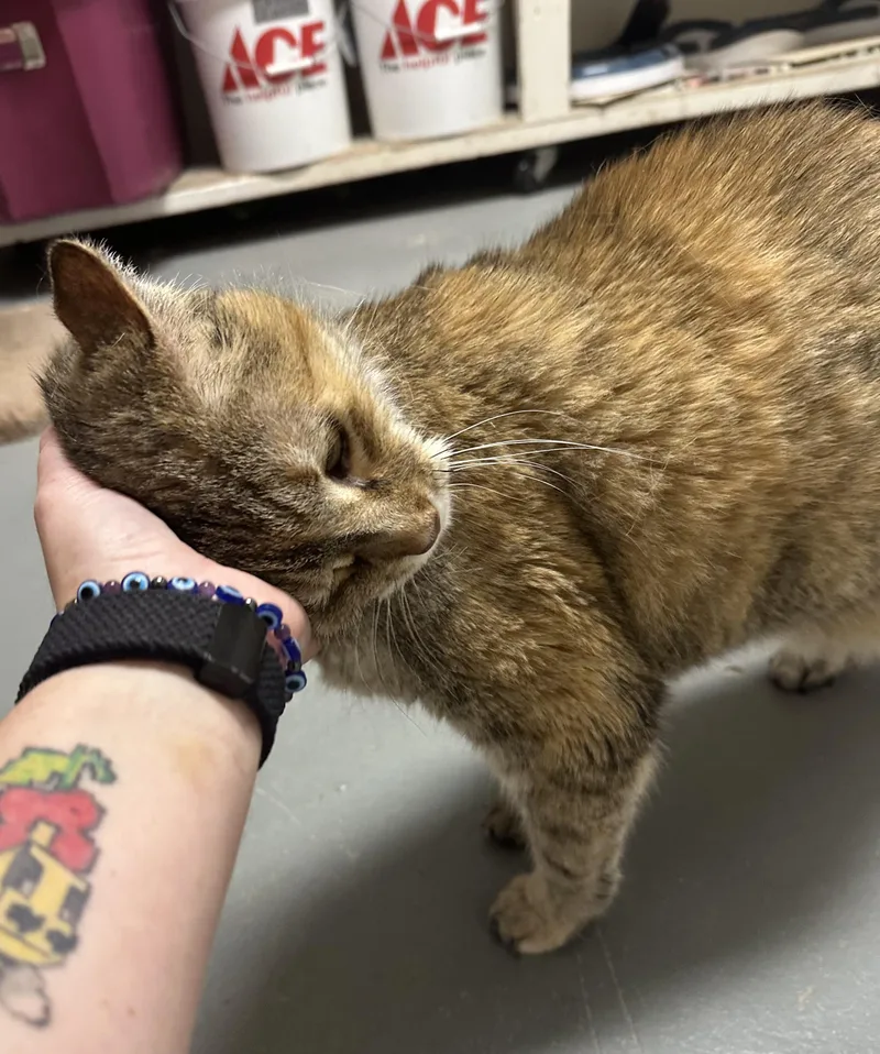 A senior medium-sized female Domestic Short Hair cat named Ali for adoption in Glenwood, MN