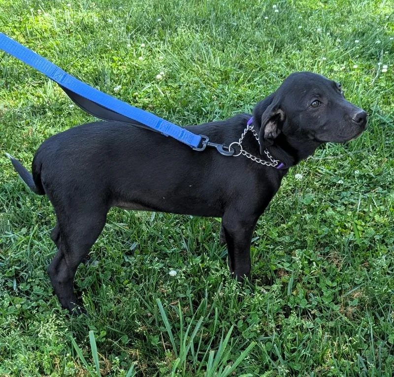 A baby large-sized female Black Hound dog named Sox for adoption in Milner, GA