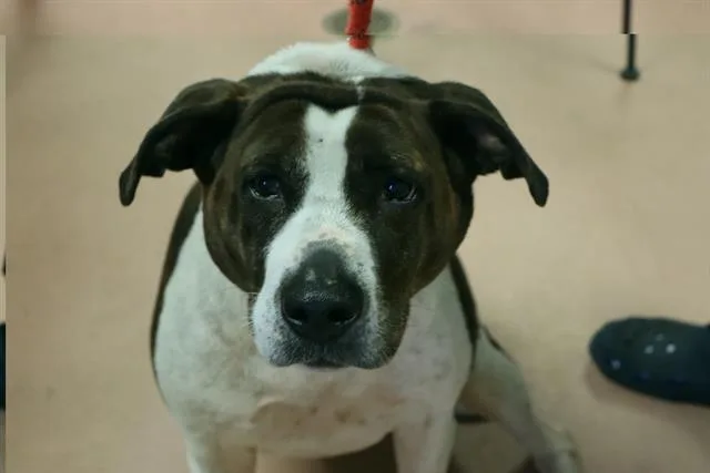 An adult large-sized female Mixed Breed dog named Willow for adoption in Columbia, SC