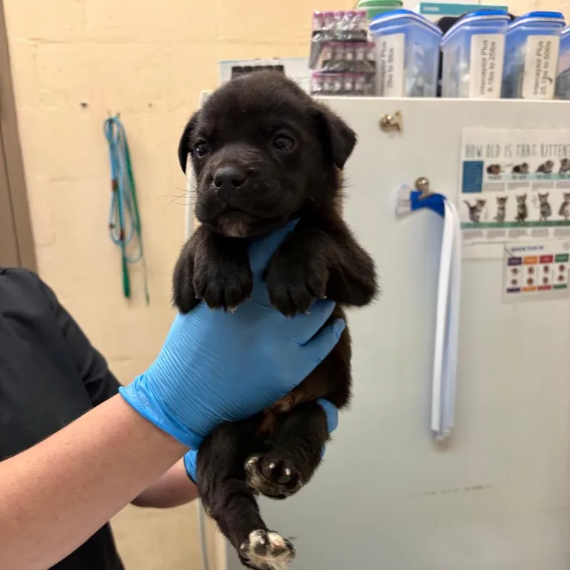 A baby small-sized male Black Pit Bull Terrier dog named Tapper for adoption in Birmingham, AL
