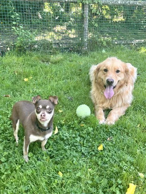 An adult medium-sized female Golden Retriever dog named Carly for adoption in Dedham, MA