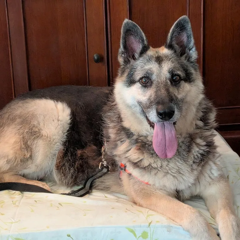 An adult extra large-sized female Black German Shepherd Dog dog named Sasha for adoption in Tulsa, OK