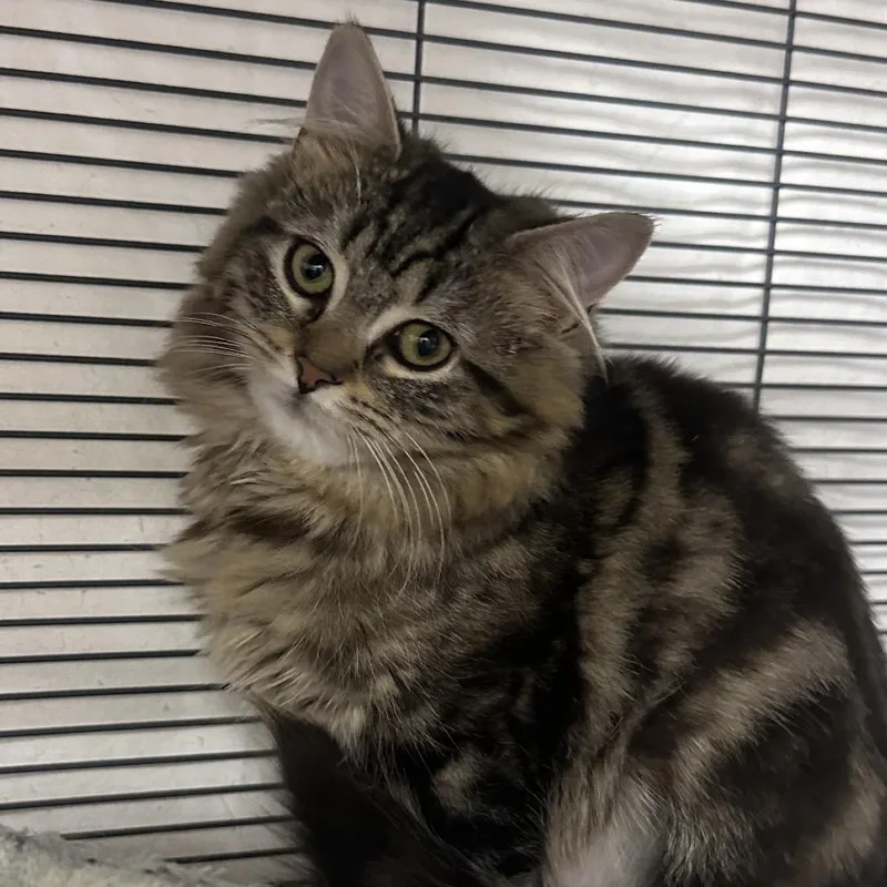 A baby small-sized female Brown / Chocolate Domestic Long Hair cat named Tundra for adoption in Mount Laurel, NJ