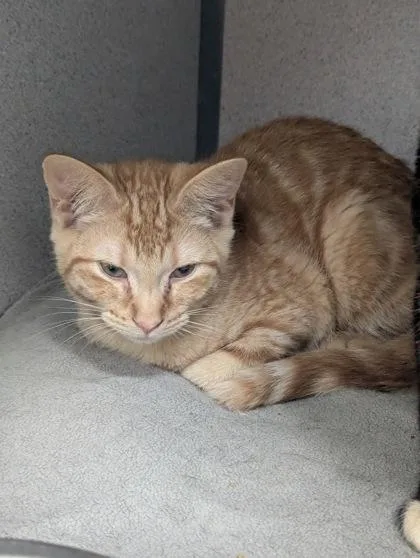 A baby small-sized male Domestic Short Hair cat named Appa I AM AT for adoption in East Brookfield, MA