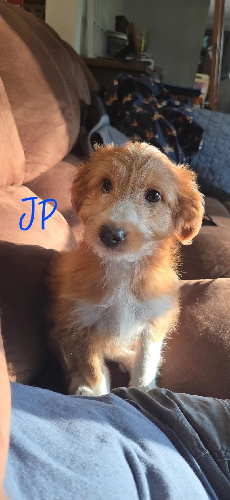 A baby small-sized male Golden Miniature Poodle dog named Jp for adoption in Warren, MI