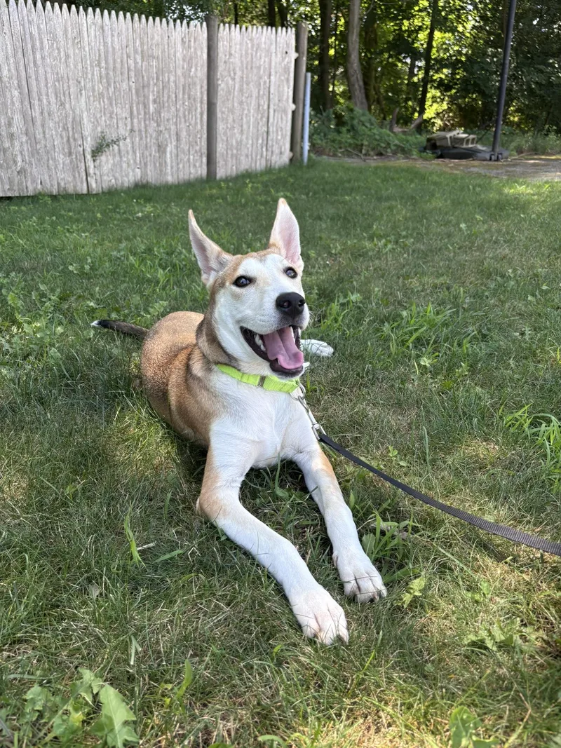 A baby medium-sized female Mixed Breed dog named Meg for adoption in Pembroke, MA
