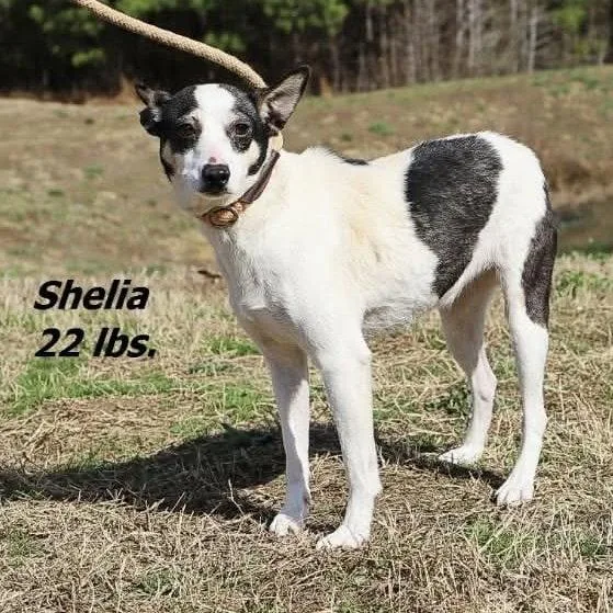Sheila thumbnail 3