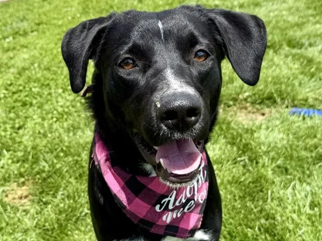 A young medium-sized female Labrador Retriever dog named Meg for adoption in Pueblo, CO