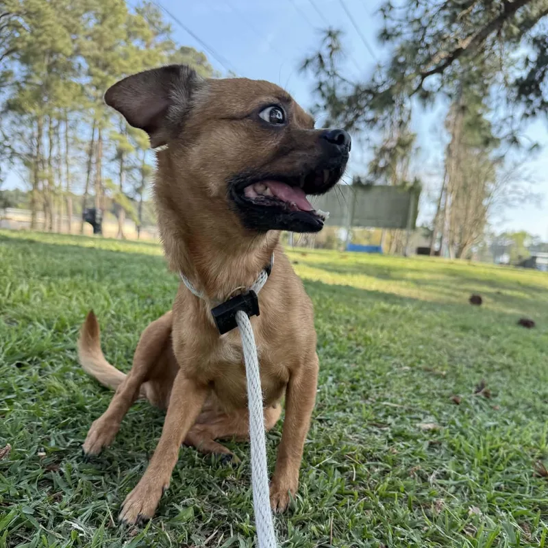 Raisenette thumbnail 2