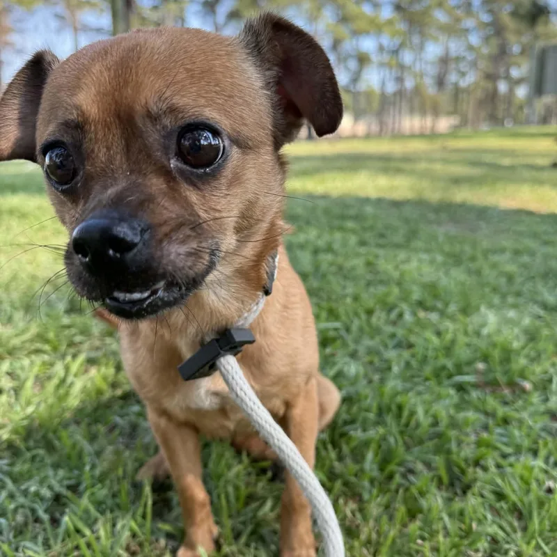 Raisenette thumbnail 3