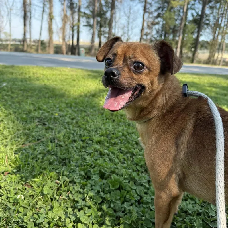 Raisenette thumbnail 4