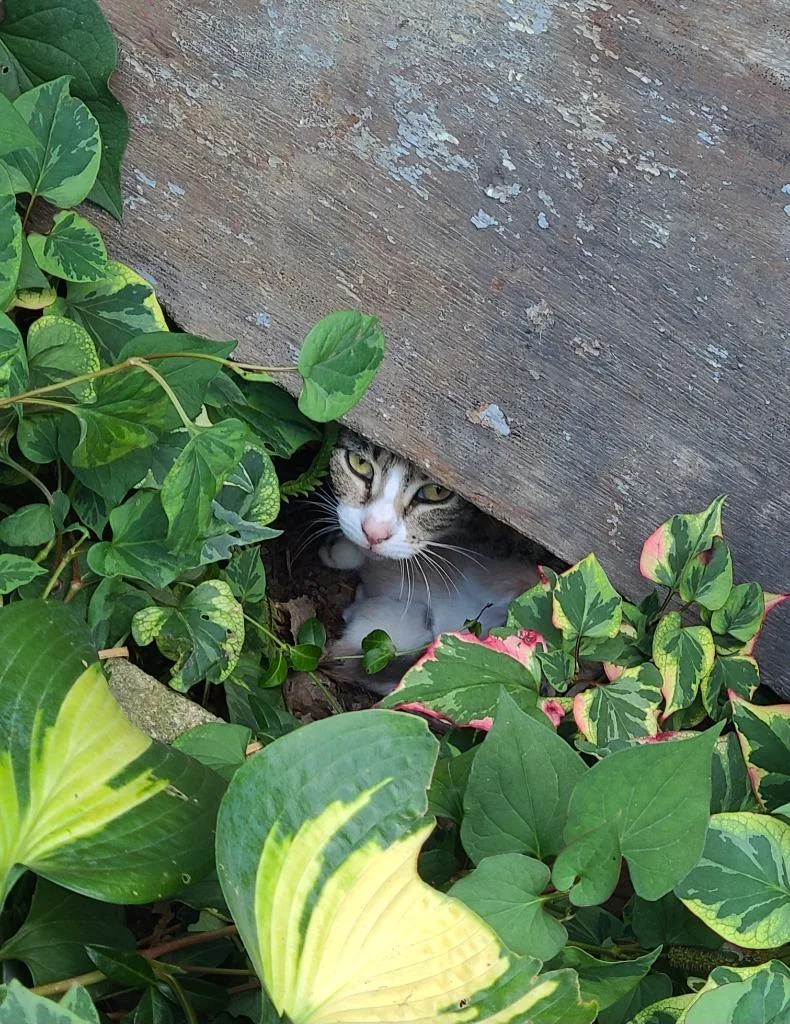 A young medium-sized female Domestic Short Hair cat named Cassia for adoption in Portland, IN