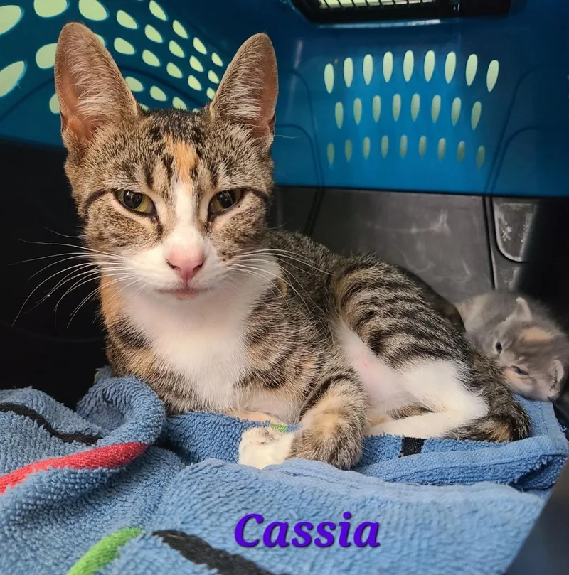 Cassia thumbnail 3