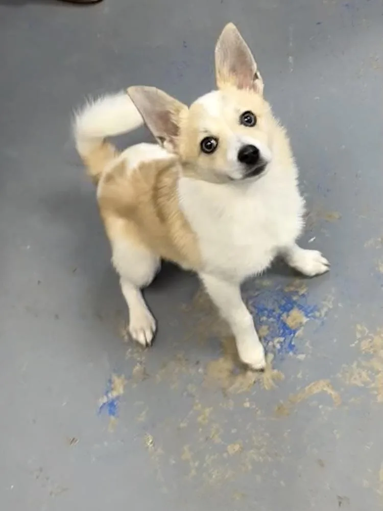 Sammy thumbnail 2