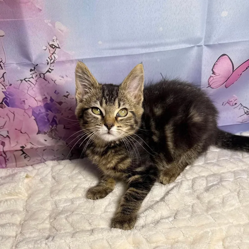 A baby medium-sized female Tabby (Brown / Chocolate) Tabby cat named Reeses for adoption in Greensburg, PA