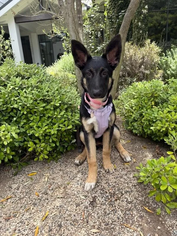 An adult medium-sized female German Shepherd Dog dog named Ivy for adoption in Manhattan Beach, CA