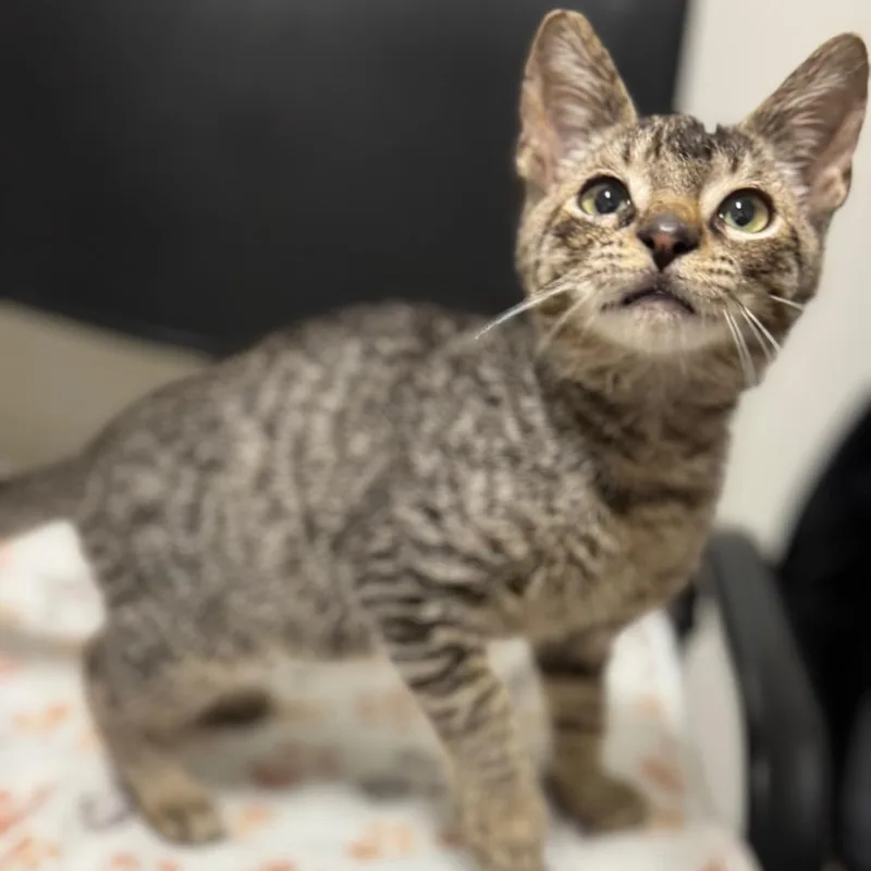 A baby small-sized male Brown / Chocolate Domestic Short Hair cat named Eugene for adoption in York, PA
