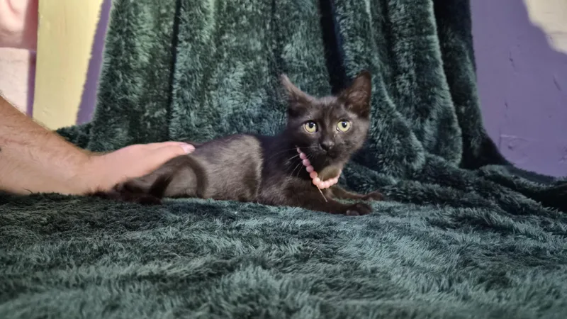 A baby medium-sized male Black Domestic Short Hair cat named Blackberry for adoption in Tilton, IL
