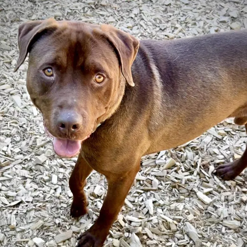 An adult large-sized male Pit Bull Terrier dog named Maximus for adoption in Tacoma, WA